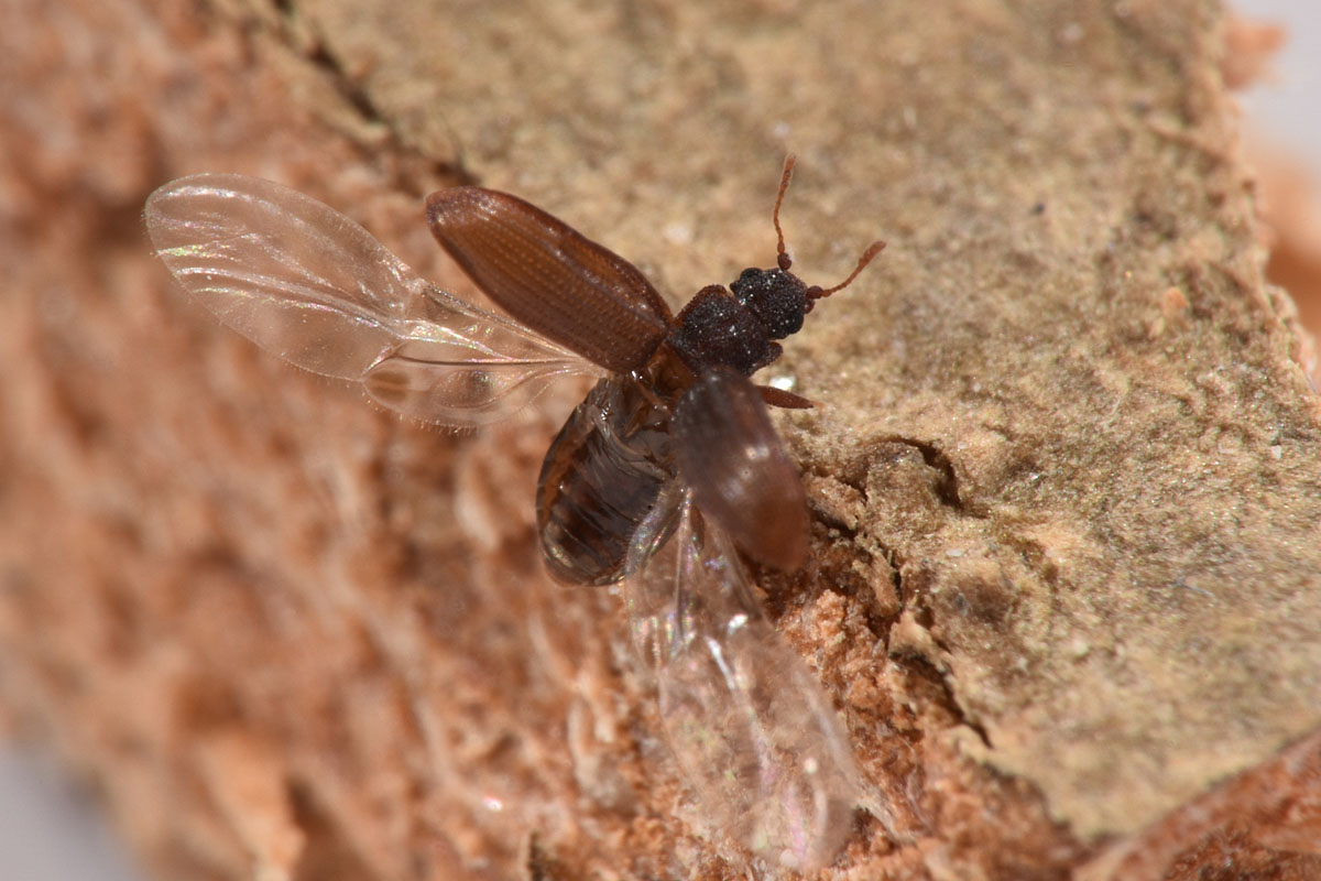 Latridiidae: Latridius sp?